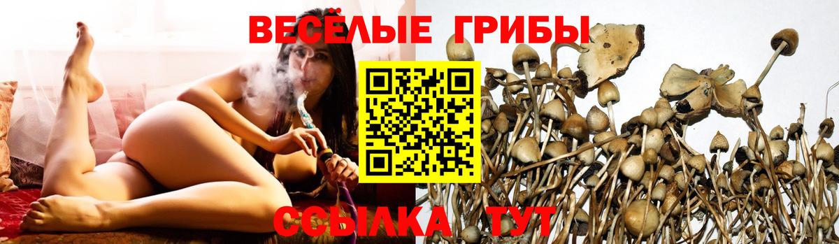 Галлюциногенные грибы Psilocybine cubensis Медногорск